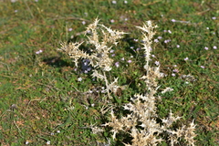 Scolymus hispanicus