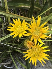 Berkheya herbacea