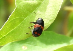 Griburius albilabris