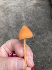 Entoloma salmoneum