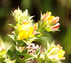 Aspalathus cordata