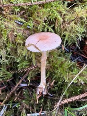 Agaricus diminutivus