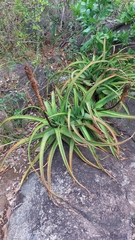 Aloe spicata