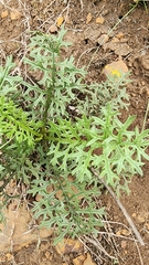 Senecio rhyncholaenus