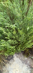 Passerina corymbosa