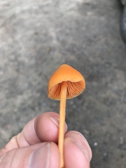 Entoloma salmoneum