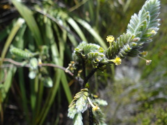 Struthiola tomentosa