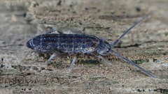 Tomocerus minor