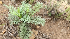 Senecio rhyncholaenus