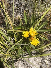 Berkheya herbacea