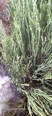 Passerina corymbosa