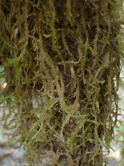 Neckera douglasii