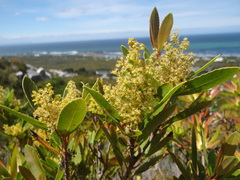 Laurophyllus capensis