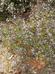 Phlox subulata