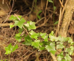 Senecio quinquelobus