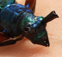 Plinthocoelium chilense