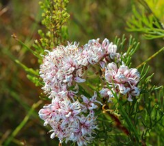 Serruria ascendens
