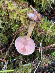 Agaricus diminutivus