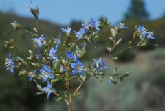 Eriastrum sapphirinum sapphirinum