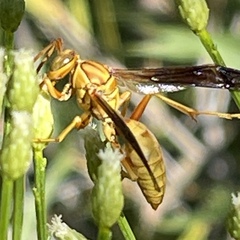 Polistes flavus