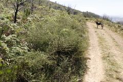 Aspalathus hispida hispida
