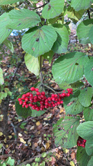 Viburnum