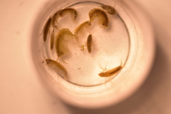 Gammarus lacustris