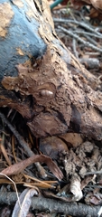 Cochlicopa lubrica
