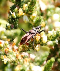 Rhynocoris