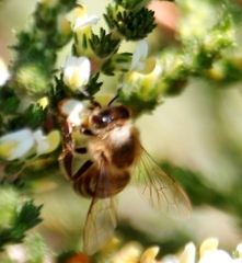 Aspalathus hispida hispida