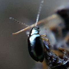 Aphthona