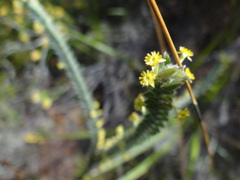 Struthiola tomentosa
