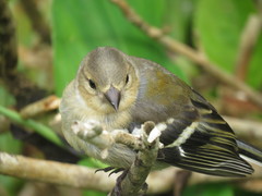 Fringilla coelebs moreletti