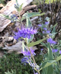 Caryopteris mongholica