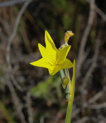 Bobartia