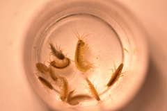 Gammarus lacustris