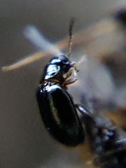 Aphthona