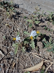 Solanum juvenale