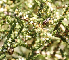 Apis mellifera capensis
