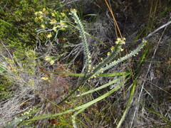 Struthiola tomentosa