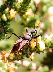 Aspalathus hispida hispida