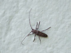 Lypsimena fuscata