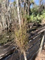 Tillandsia setacea