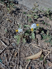 Solanum juvenale