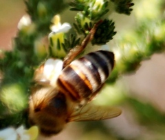 Aspalathus hispida hispida