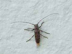 Lypsimena fuscata