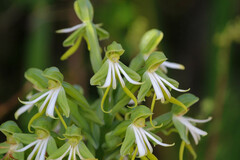 Bonatea speciosa
