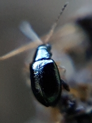 Aphthona