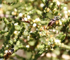 Apis mellifera capensis