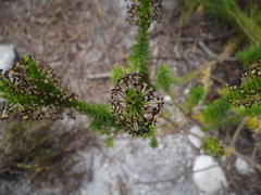 Microdon dubius